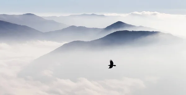 Vliegende vogel op de achtergrond van de bergen silhouetten in de mist — Stockfoto