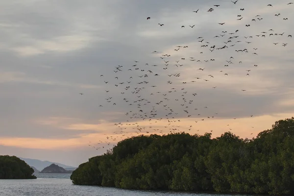 Fox bat flying in the sunset sky. Island flying fox or variable — Stock Photo, Image