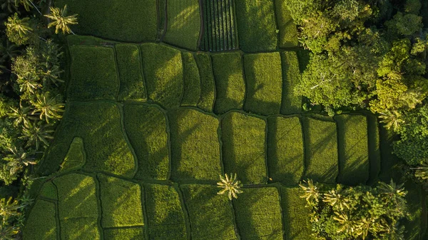 Nature background in green color. Aerial view of green rice terr — Stock Photo, Image