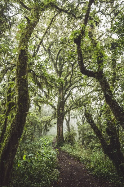 Path in mysterious forest with old huge trees covered with moss — Stock Photo, Image