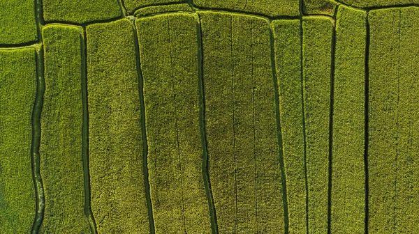 Formas geométricas abstratas de campos de arroz na cor verde . — Fotografia de Stock