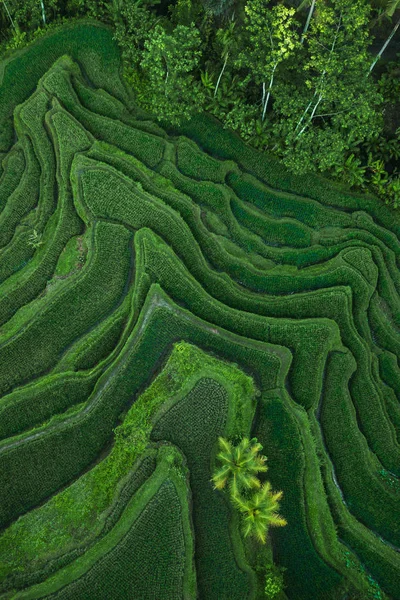 Vue aérienne des terrasses de riz de Tegallalang Bali — Photo