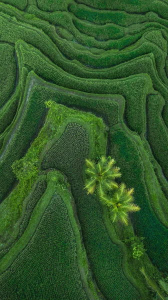 Vue aérienne des terrasses de riz de Tegallalang Bali — Photo