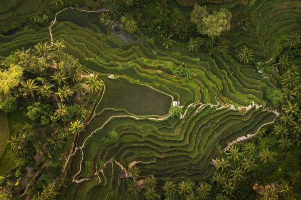 Terrasses de riz Tegallalang à Bali — Photo