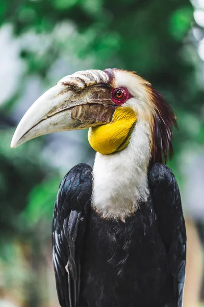 Mężczyzna bar-pouched wiał portret Hornbill zbliżenie. — Zdjęcie stockowe