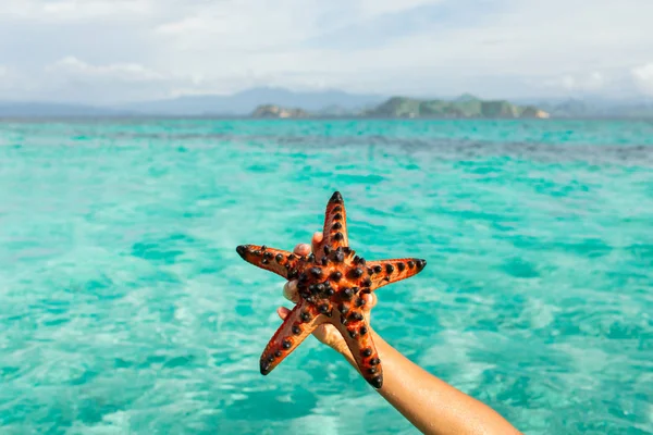 Tangan wanita memegang bintang laut merah. Perjalanan dan konsep liburan. Ba — Stok Foto