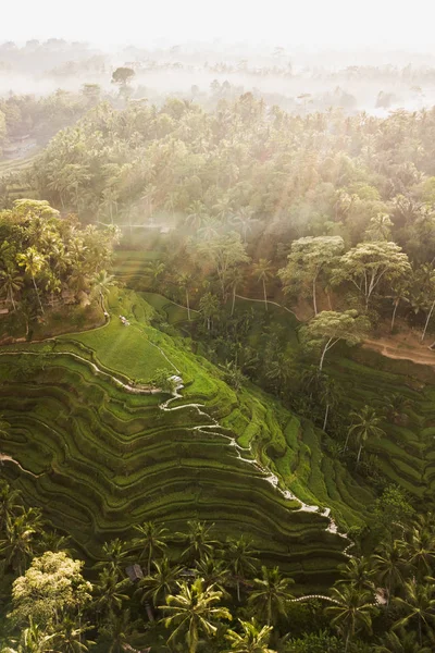 Terraços de arroz Tegallalang em Bali — Fotografia de Stock