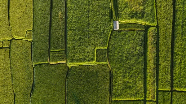 Abstract geometric shapes of rice fields in green color. — Stock Photo, Image