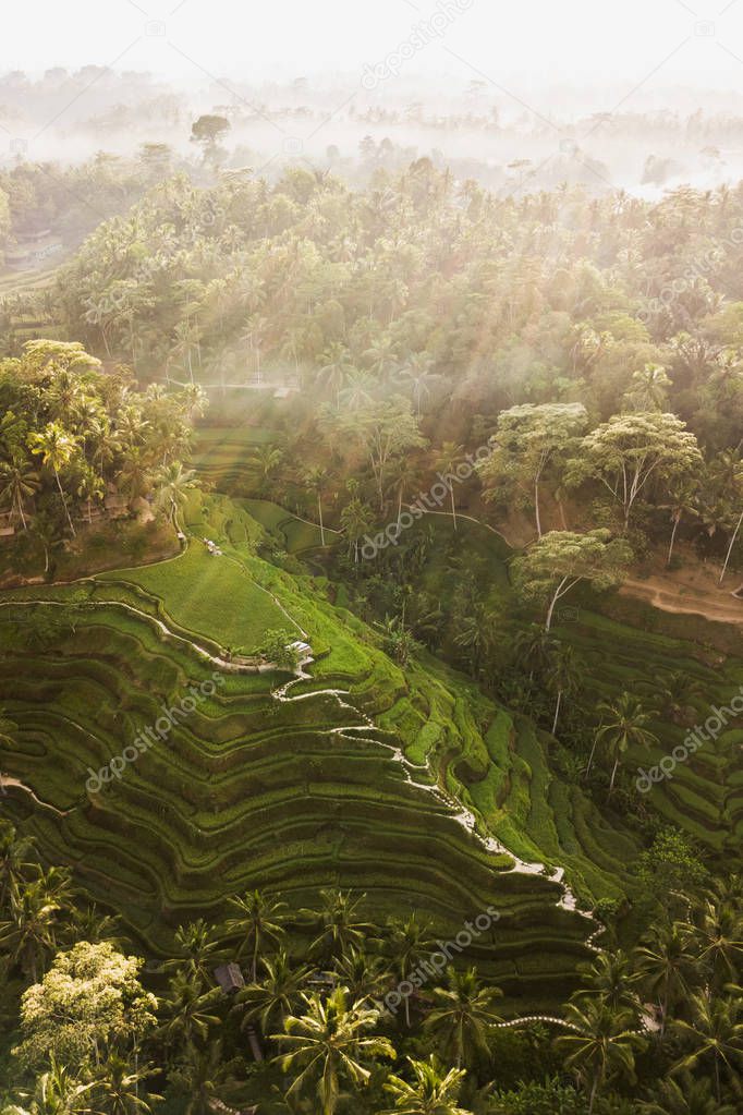 Tegallalang Rice Terraces in Bali