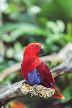 Renkli kırmızı dişi Eclectus papağanı (Eclectus roratus), yakın