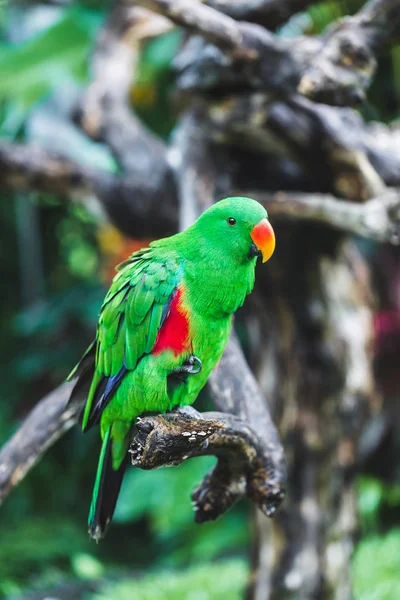 Kobieta Solomon Island Eclectus Zielona papuga (Eclectus roratus s — Zdjęcie stockowe
