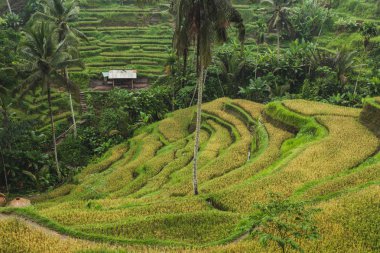 Tegalalang Ceking pirinç terasları Ubud, Bali