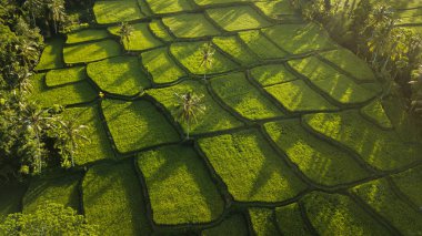 Güneşin doğuşunda Ubud 'da pirinç terasları Tepesi, Bali Endonezya, Tegallala