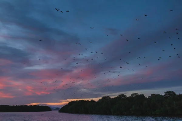 Fox bat flying in the sunset sky. Island flying fox or variable