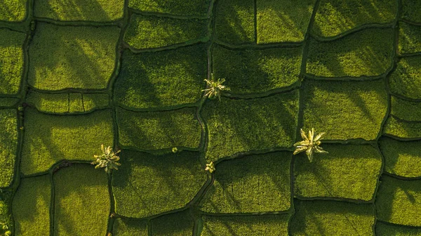 Fondo de la naturaleza en color verde. Vista aérea del terreno de arroz verde —  Fotos de Stock