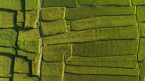 Abstrakte geometrische Formen von Reisfeldern in grüner Farbe. — Stockfoto