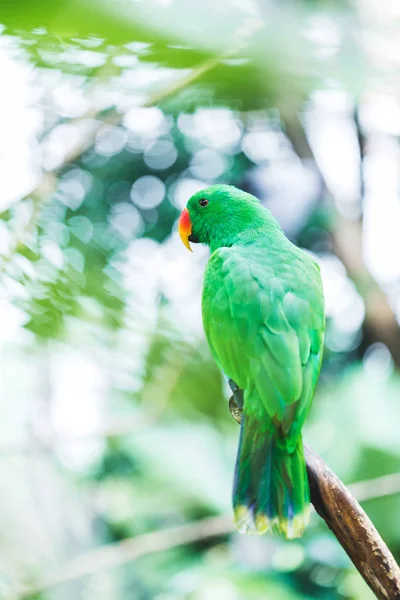 Kobieta Solomon Island Eclectus Zielona papuga (Eclectus roratus s — Zdjęcie stockowe