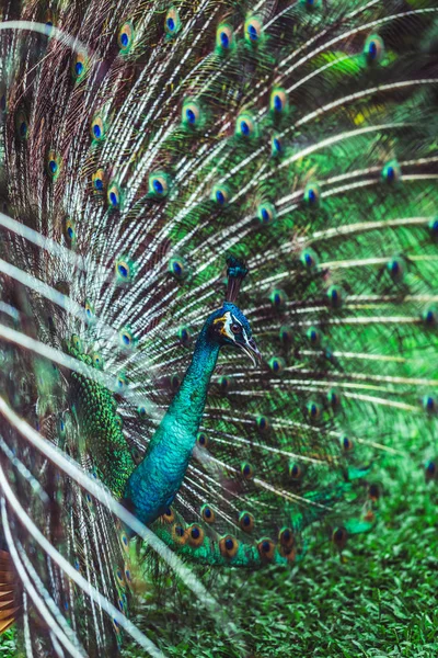 Pavone maschio indiano colorato e la sua meravigliosa coda colorata — Foto Stock
