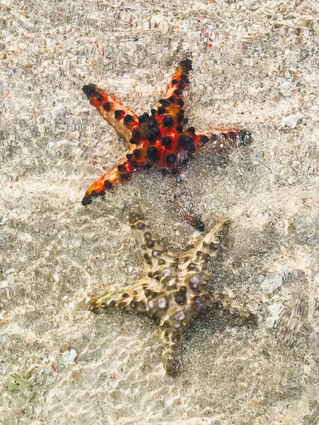 Dvě hvězdě červené a žluté v čisté vodě s písečnými pozadí — Stock fotografie