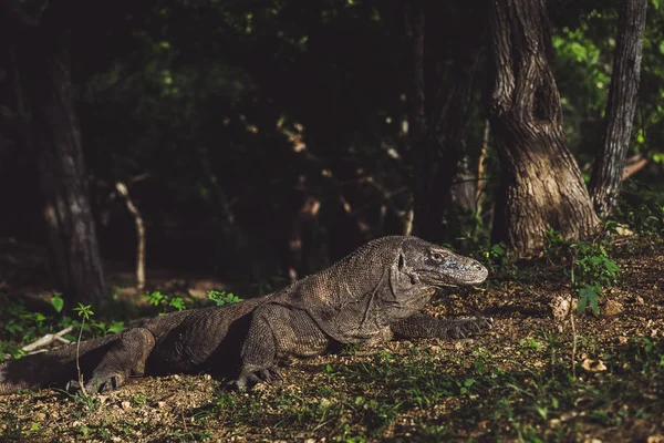 Komodo dragon close -up, scientific name: Varanus komodoensis. L — Stock Photo, Image