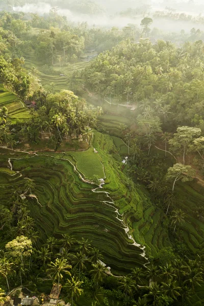 巴厘岛的特加拉朗水稻梯田 — 图库照片