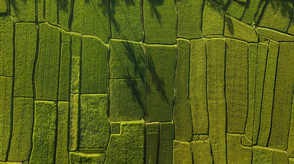 Formas geométricas abstratas de campos de arroz na cor verde . — Fotografia de Stock