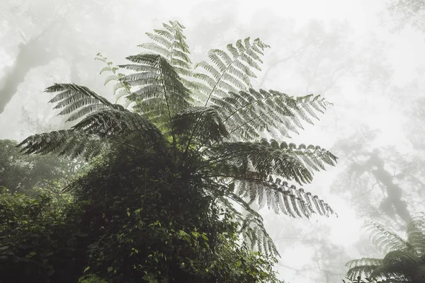 Ogromny paproci w mistycznym lesie tropikalnym w mgle — Zdjęcie stockowe