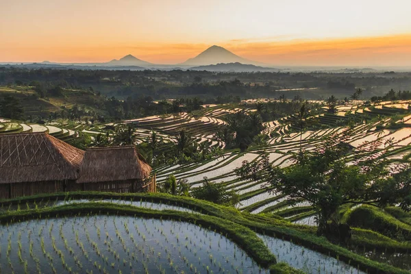 Híres Bali Landmark Jatiluwih rizs teraszok. Gyönyörű napfelkeltét — Stock Fotó