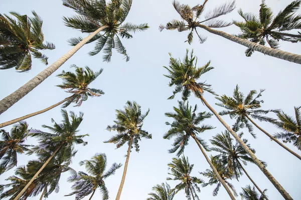 Fondo de palmeras altas con cielo azul claro. Lugar vacío a —  Fotos de Stock