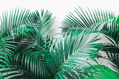 Tropikal yeşil palmiye yaprakları ile Arka plan beyaz izole. Em