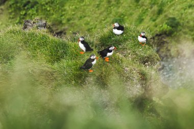 Vestmannaeyjar doğal habitat Atlantik puffin Grubu