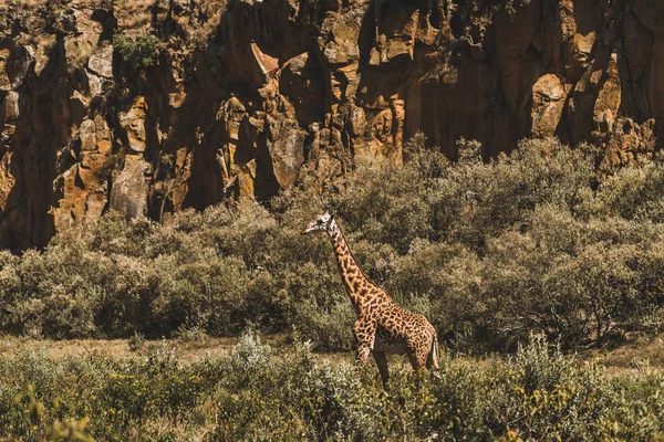 Een Giraffe verstopt in struiken. Safari in Kenia, Afrika. Wilde natu — Stockfoto