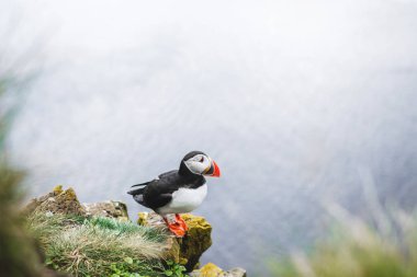 Doğal yaşam da Atlantik puffin Portresi, Fratercula arcti