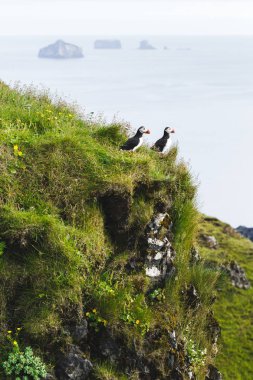 Vestmannaeyjar i doğal ortamda iki kuş Atlantik puffin