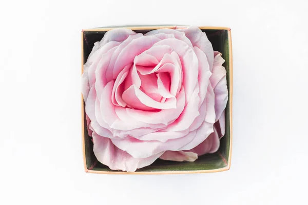 Одна розовая цветущая роза в коробке, изолированная на белом фоне. Гиф — стоковое фото