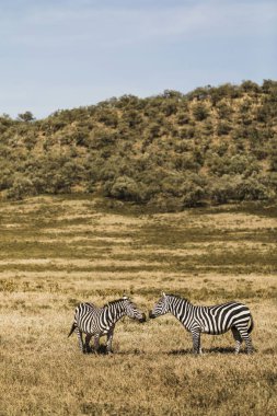 Kenya Milli Parkı'nda safaride savanada zebralar çift. Ha