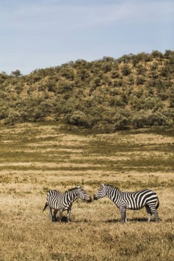 Couple of zebras in savanna on safari in Kenya national park. Ha clipart