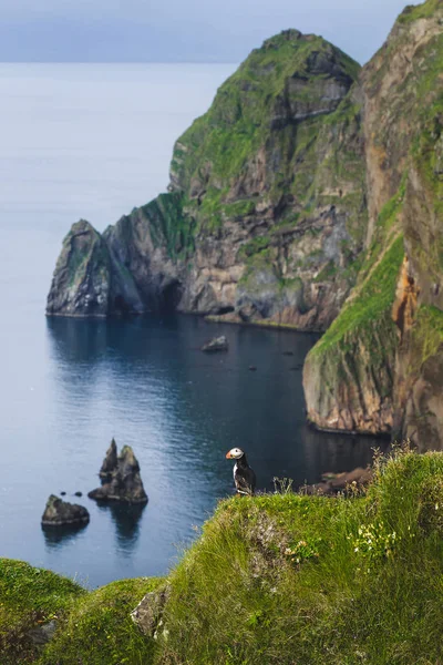 One bird Atlantic puffin in natural habitat in Vestmannaeyjar is — Stock Photo, Image