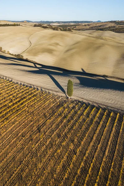 Autumn view of italian vineyards in golden orange colors. Drone — Stock Photo, Image