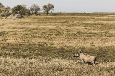 One common warthog in savanna on safari in Kenya national park. 