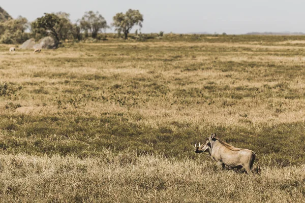 Un jabalí común en la sabana en safari en el parque nacional de Kenia . —  Fotos de Stock