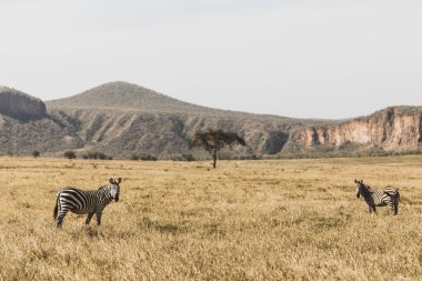 Kenya Ulusal Parkı 'nda safari yapan iki zebra. Uyum 