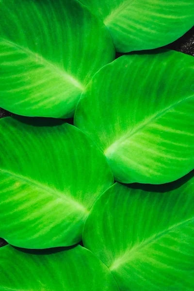 Textura de planta tropical verde crescendo na parede. Selva tropical — Fotografia de Stock