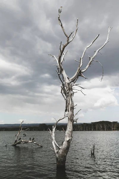 Paisagem dramática com uma velha árvore seca na água. Tempestade escura — Fotografia de Stock