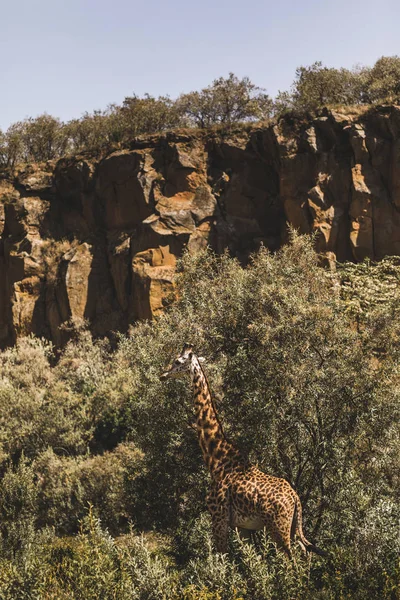 Una jirafa escondida en los arbustos. Safari en Kenia, África. Natu salvaje —  Fotos de Stock