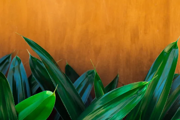 Fondo tradicional de color terracota marroquí con tr verde — Foto de Stock