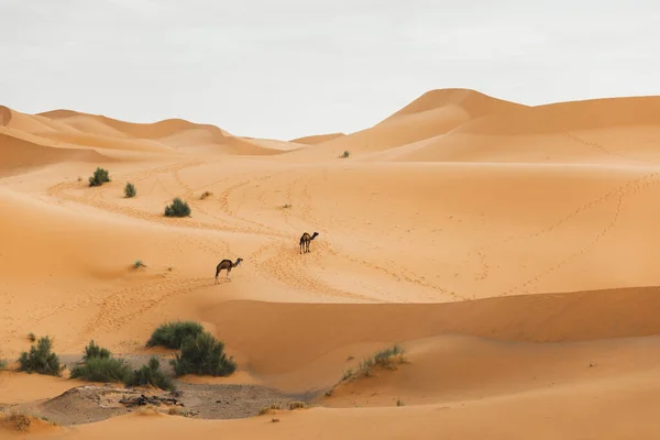 Két Teve Sétál Marokkói Szaharában Homokdűnék Háttérben Afrikai Állatok — Stock Fotó