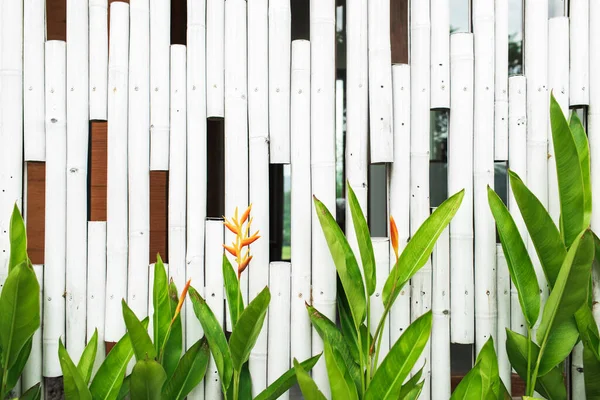 Branco Fundo Parede Bambu Madeira Com Folhas Flores Verdes Lugar — Fotografia de Stock