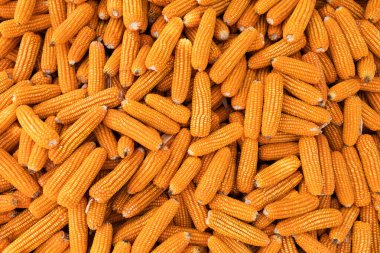 Portakallı mısır koçanı arkaplanı. ABD tarım, hasat mevsimi. Sağlıklı ve organik, gmo olmayan, vejetaryen yiyecekler. Patlamış mısır malzemesi.