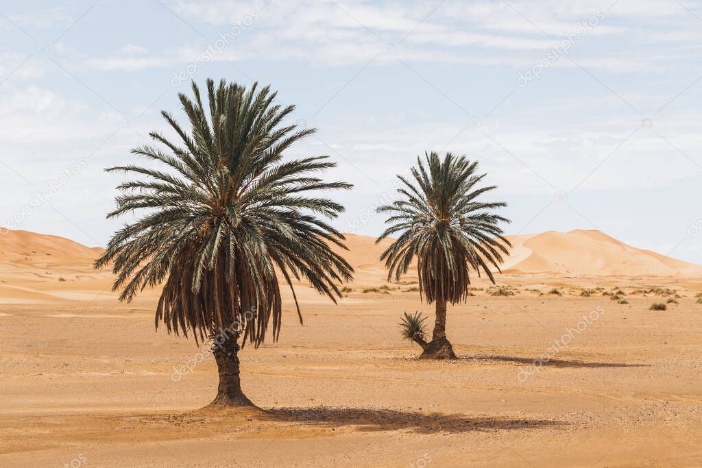 Beautiful desert landscape with sand dunes and two palm trees. Travel in Morocco, Sahara, Merzouga. Nature background.